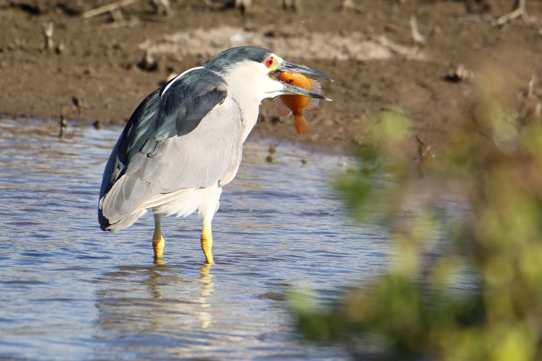 Black Crowned Night Heron